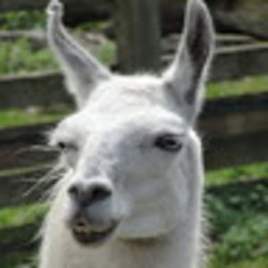 Meet your Posher, Maya